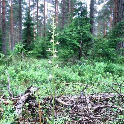 Valkolehdokki. Suomen orkideoiden kuningattaret -verkkonäyttely (kuva Veikko Vuorinen)